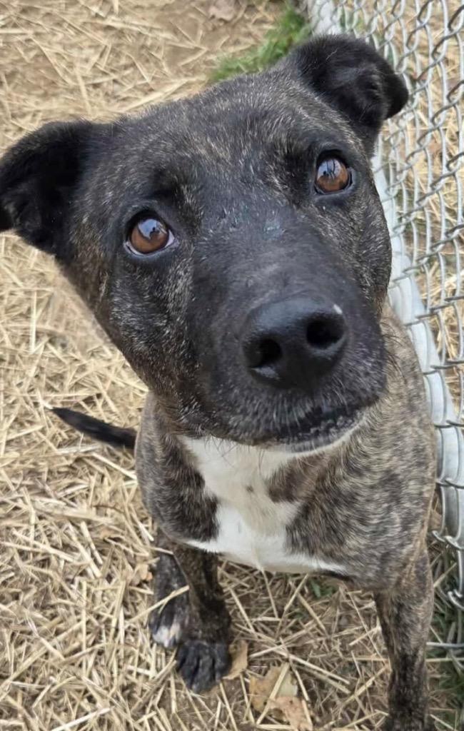 KAMARI, a Adoptable Mountain Cur in Elizabethton, TN image 3/3