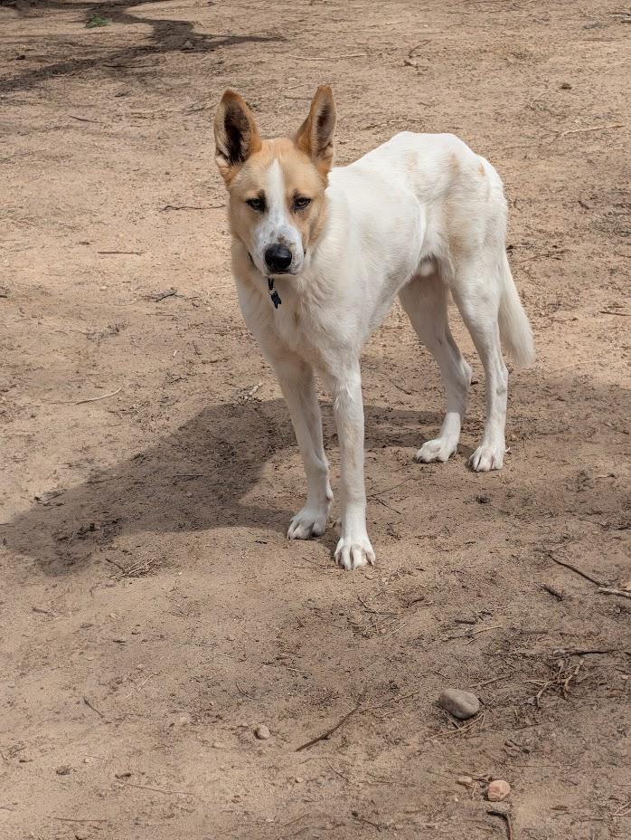 Beau, an adoptable mixed breed in Broomfield, CO image 4/6