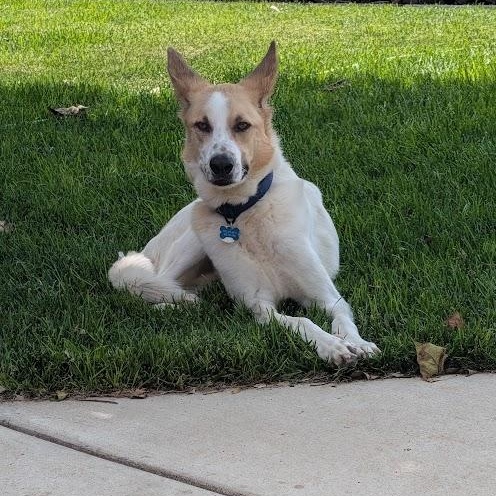 Beau, adoptable, Young Male German Shepherd Dog & Hound.