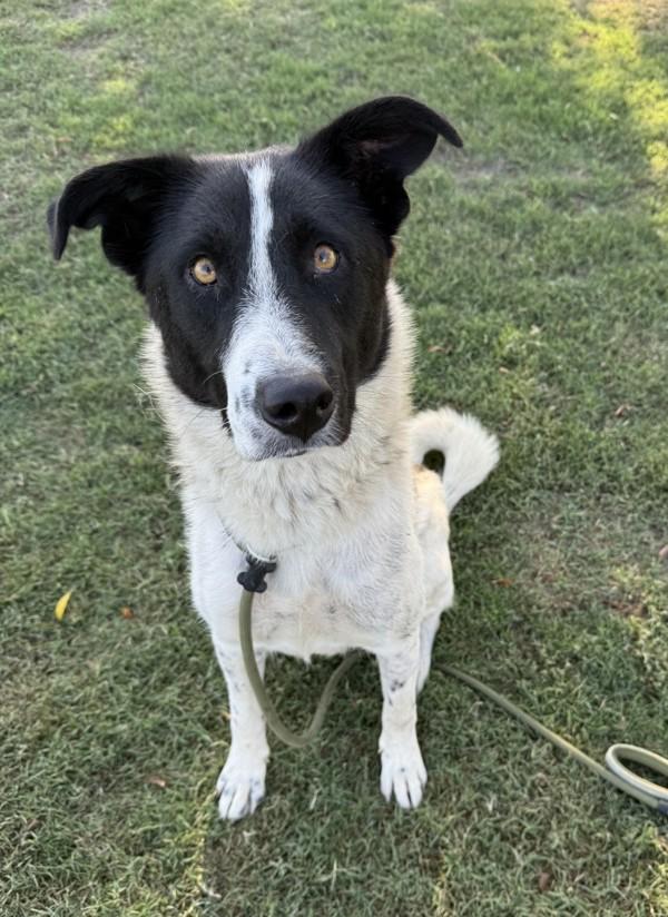 Enlarge Madalyn, a Adoptable mixed breed in Tulare, CA image 1/6