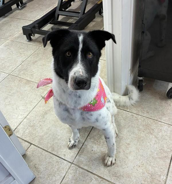 Enlarge Madalyn, a Adoptable mixed breed in Tulare, CA image 2/6