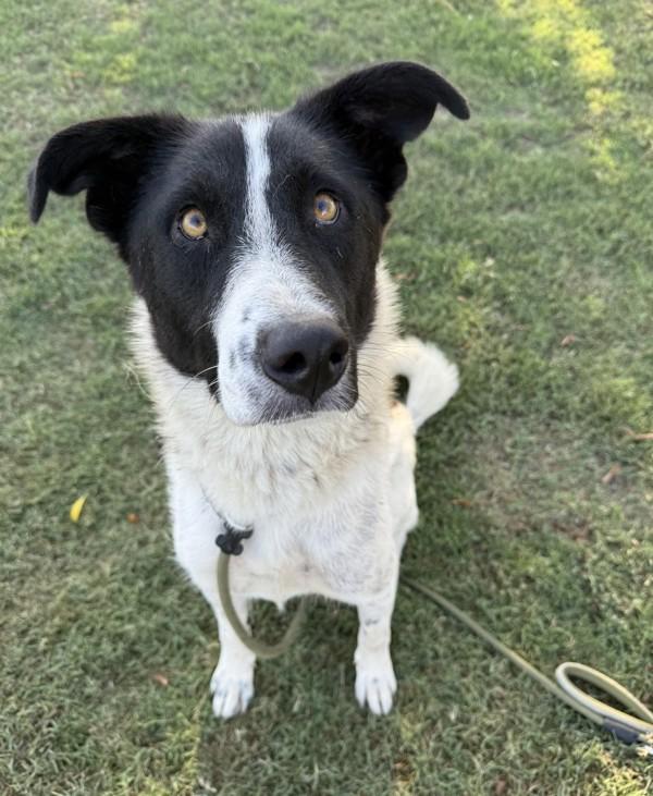 Enlarge Madalyn, a Adoptable mixed breed in Tulare, CA image 3/6