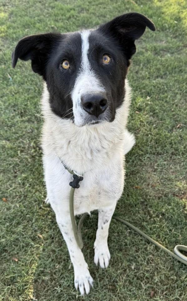 Enlarge Madalyn, a Adoptable mixed breed in Tulare, CA image 4/6
