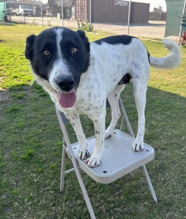 Enlarge Madalyn, a Adoptable mixed breed in Tulare, CA image 5/6