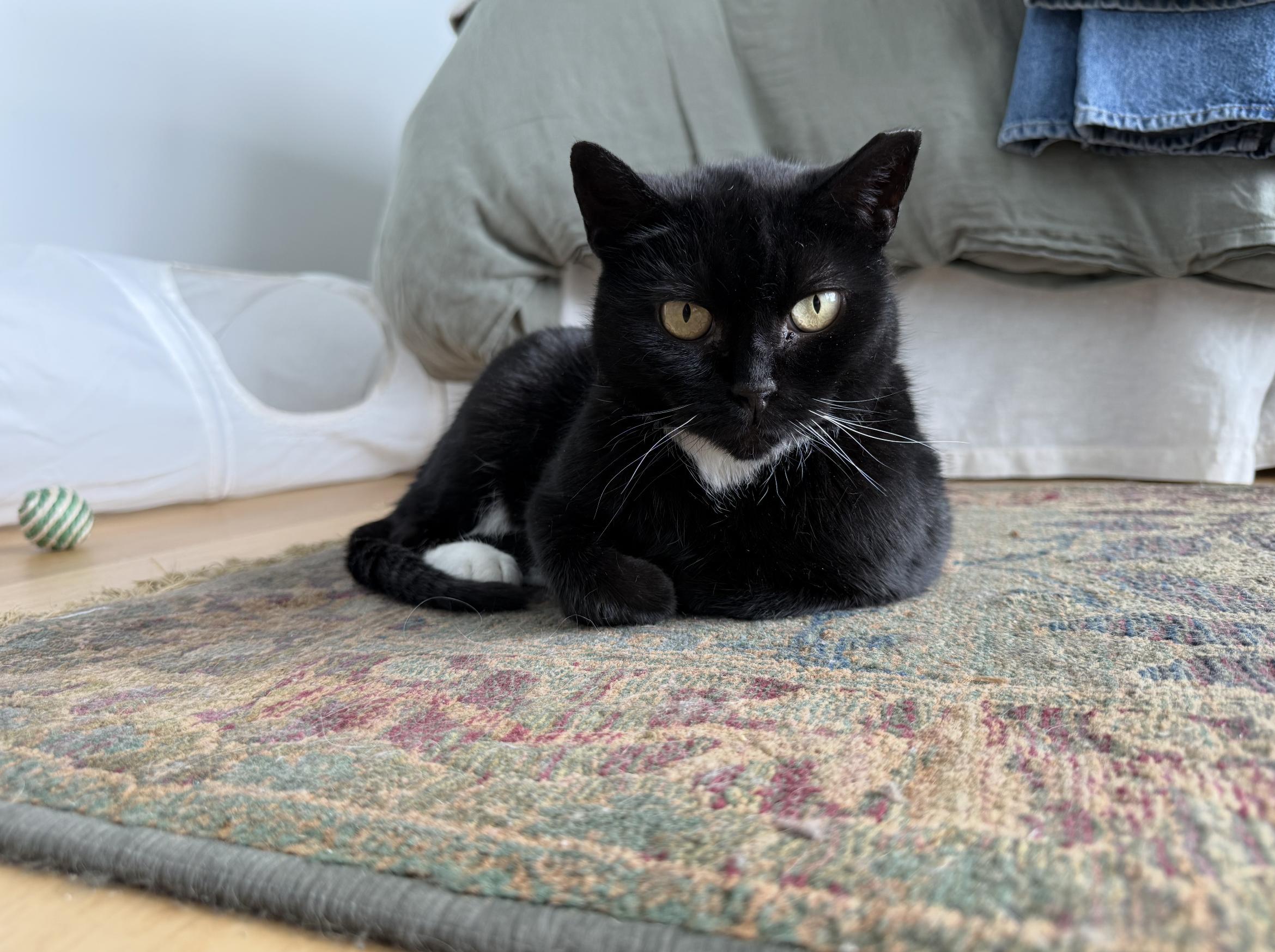 Dame Judy, Adoptable, Adult Female Domestic Short Hair.