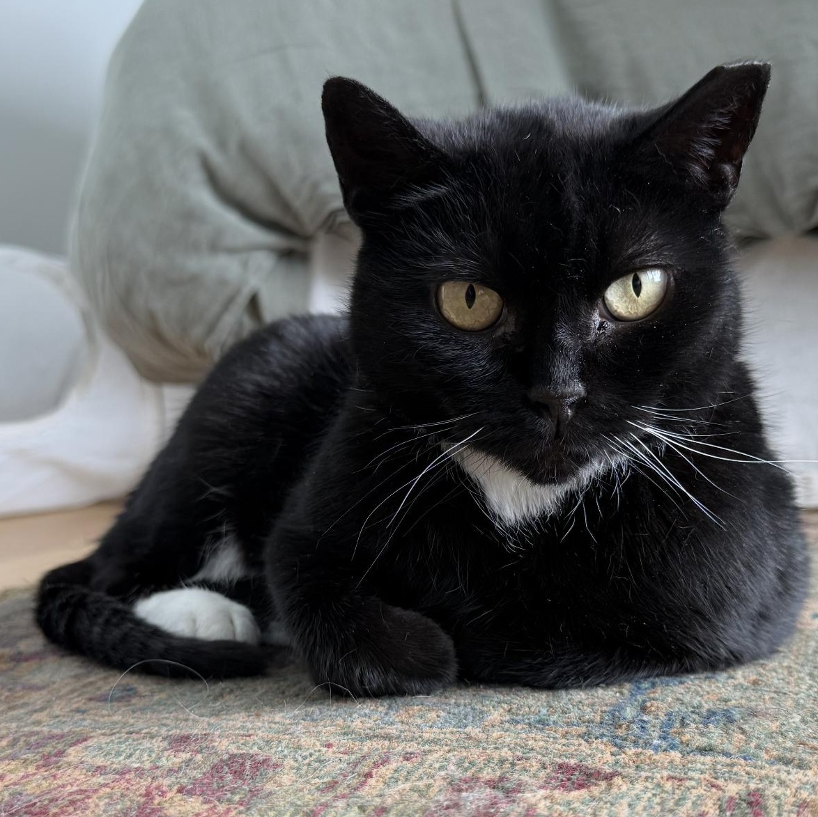 Enlarge Dame Judy, a Adoptable Domestic Short Hair in brooklyn, NY image 1/5