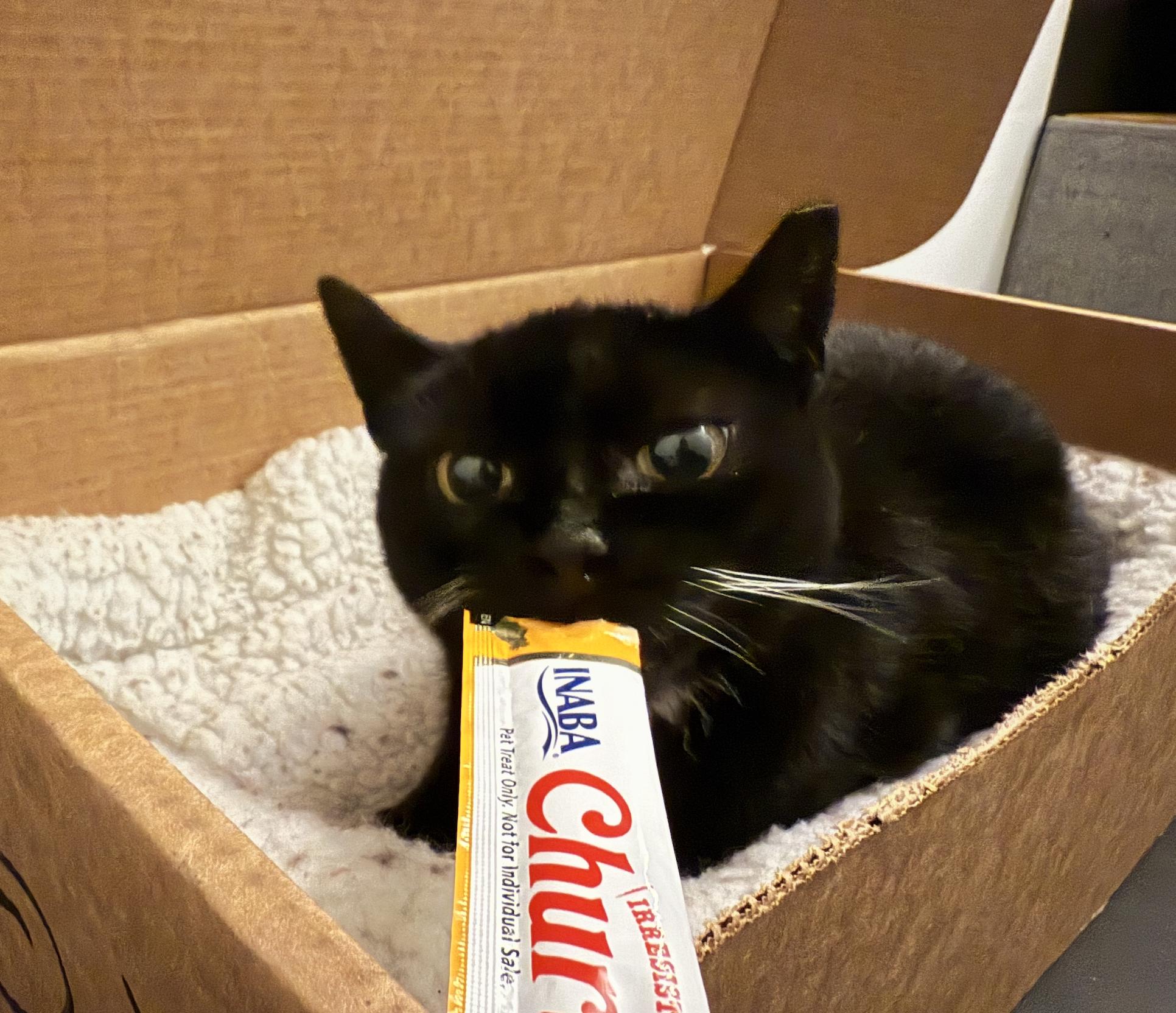 Enlarge Dame Judy, a Adoptable Domestic Short Hair in brooklyn, NY image 3/5