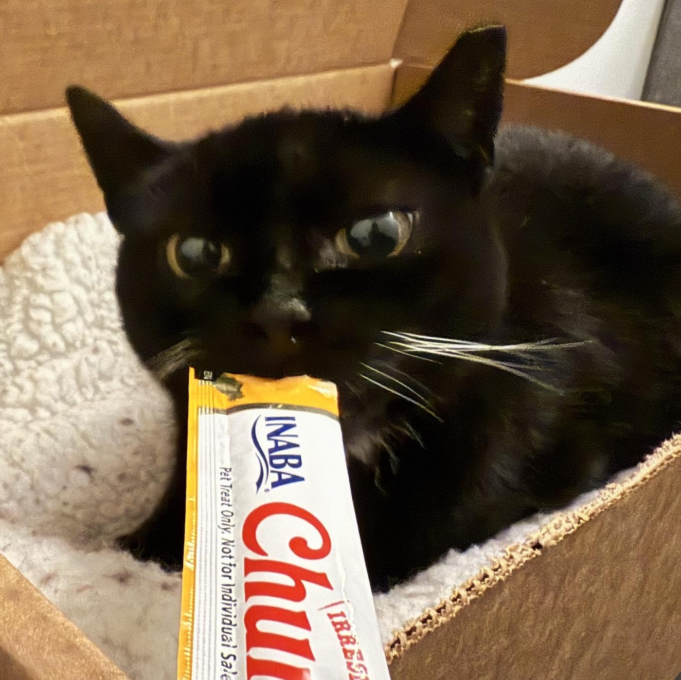 Enlarge Dame Judy, a Adoptable Domestic Short Hair in brooklyn, NY image 3/5