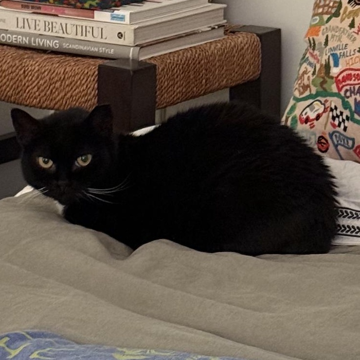 Enlarge Dame Judy, a Adoptable Domestic Short Hair in brooklyn, NY image 5/5