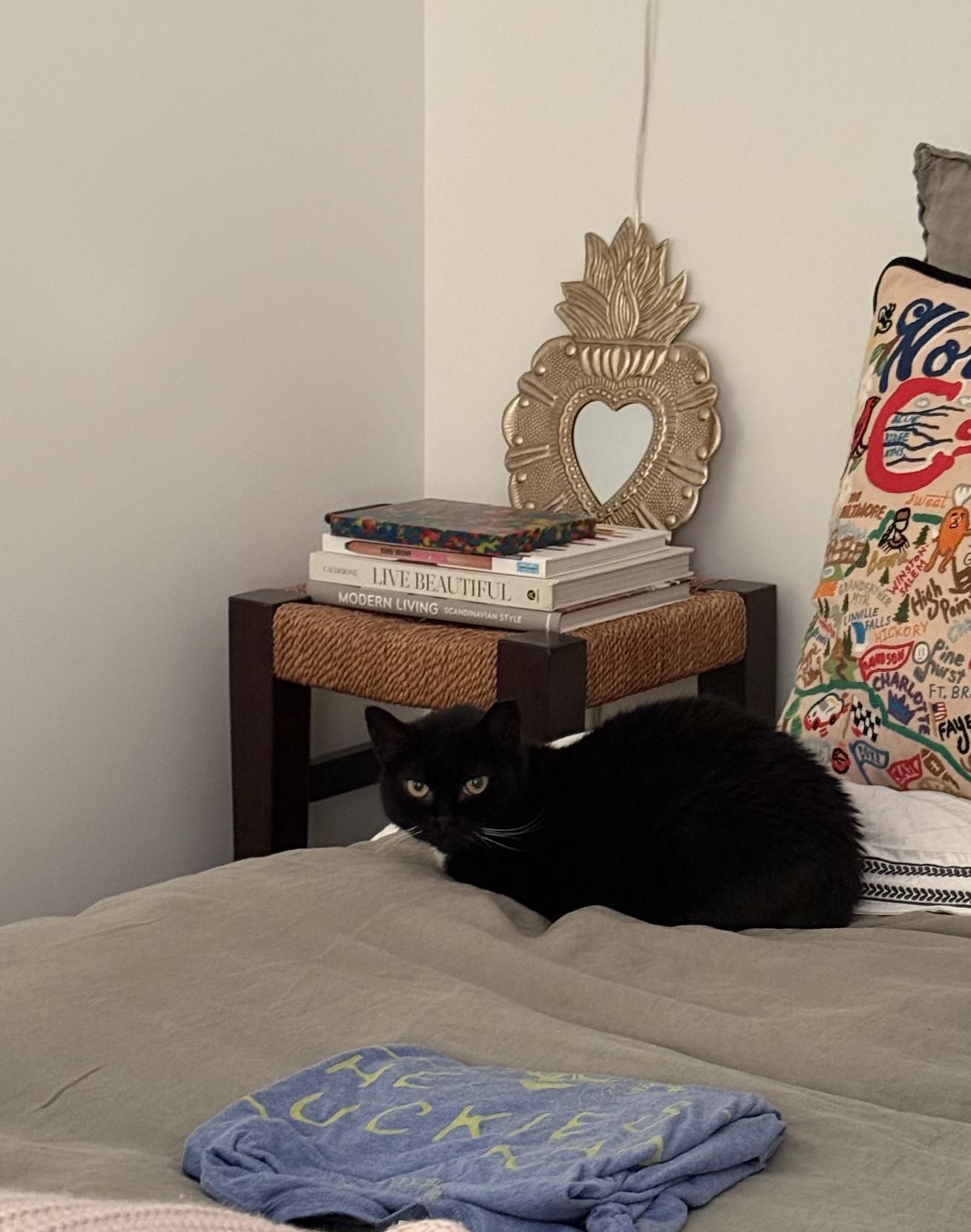 Enlarge Dame Judy, a Adoptable Domestic Short Hair in brooklyn, NY image 5/5