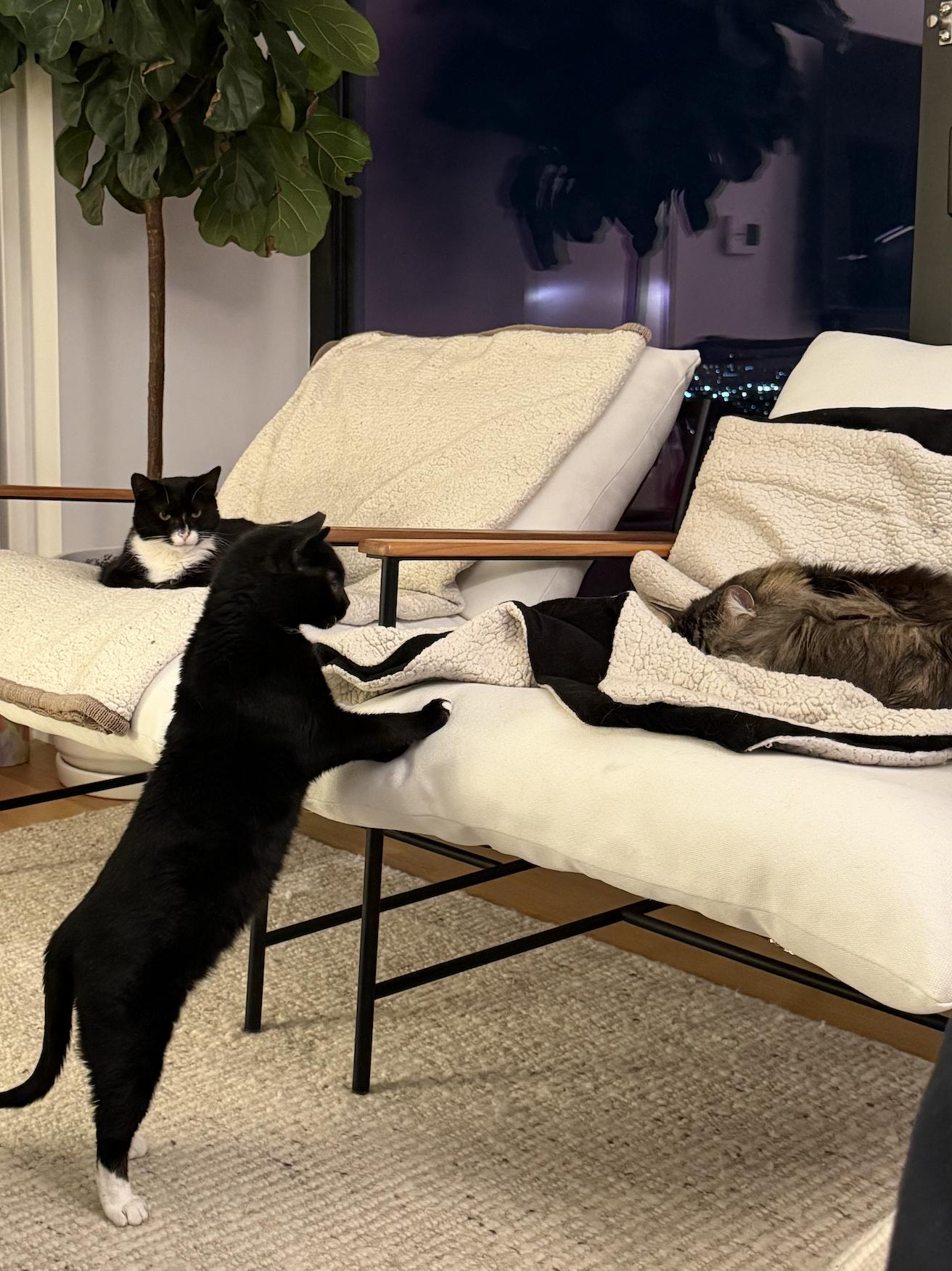 Enlarge Dame Judy, a Adoptable Domestic Short Hair in brooklyn, NY image 4/5