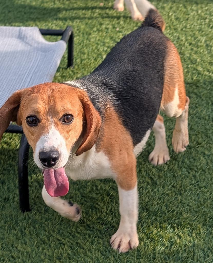 Enlarge Linus-Ridgelan Beagle Ready for a Home!, a Adoptable Beagle in Fort Myers, FL image 1/4