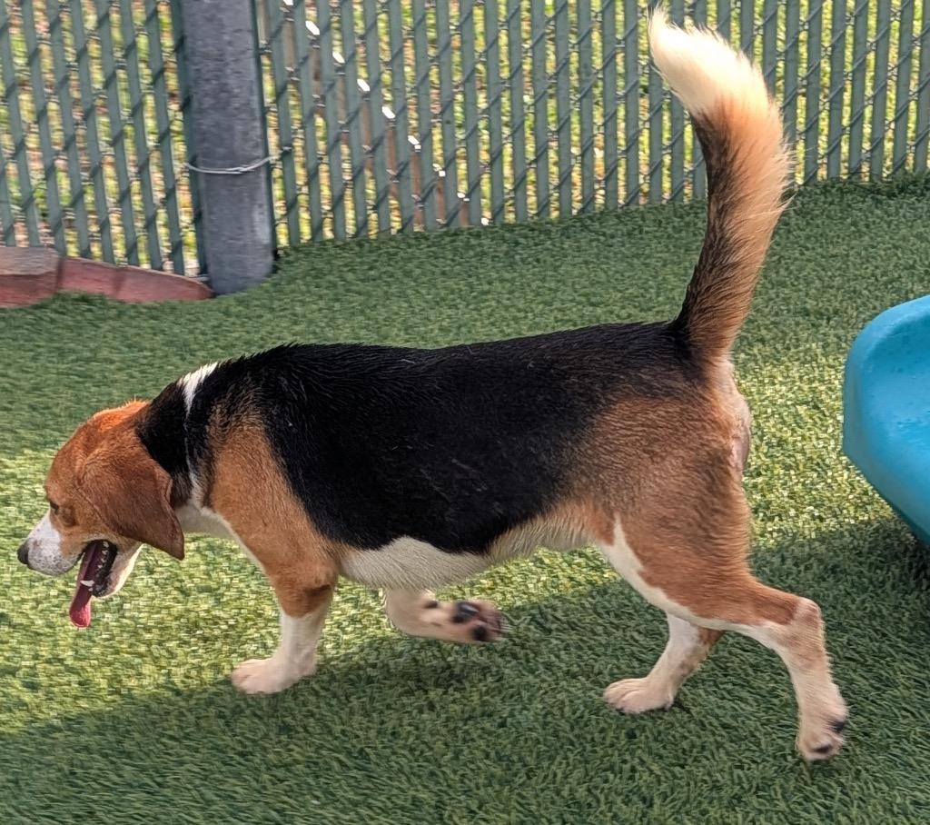 Enlarge Linus-Ridgelan Beagle Ready for a Home!, a Adoptable Beagle in Fort Myers, FL image 2/4