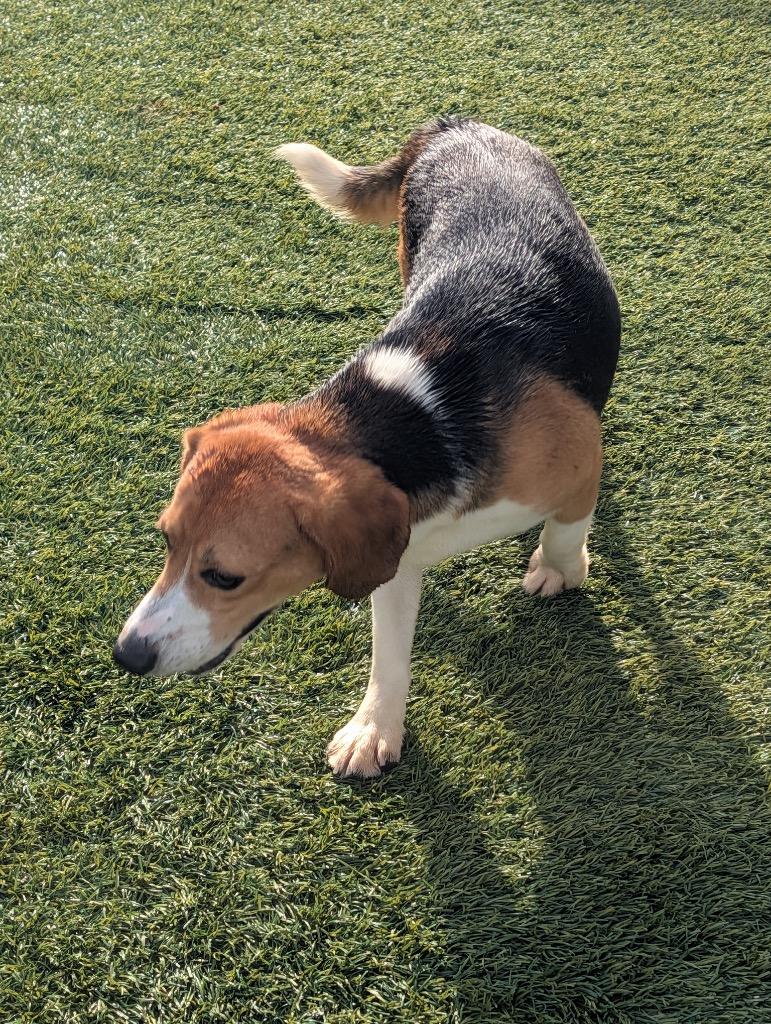 Enlarge Linus-Ridgelan Beagle Ready for a Home!, a Adoptable Beagle in Fort Myers, FL image 3/4