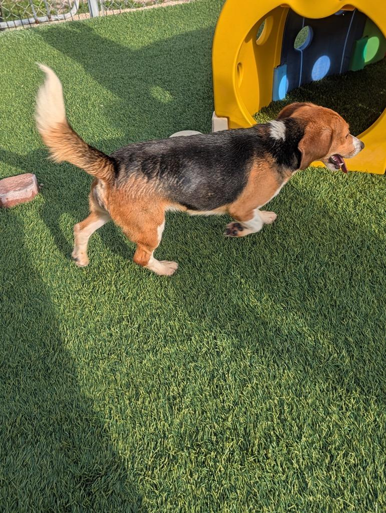 Enlarge Linus-Ridgelan Beagle Ready for a Home!, a Adoptable Beagle in Fort Myers, FL image 4/4