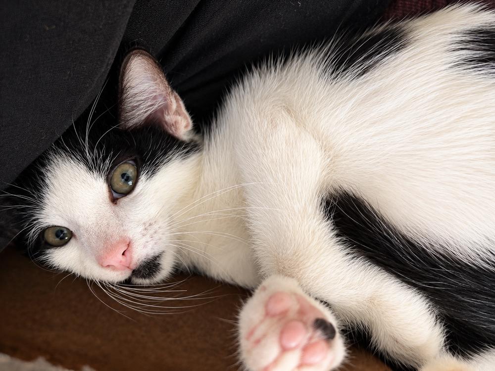 Enlarge Panda, a Adoptable Domestic Short Hair in Saint Augustine, FL image 5/5