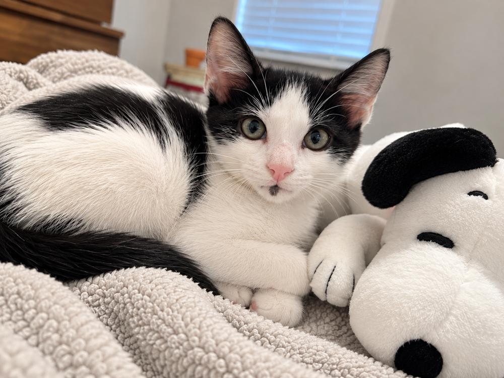 Panda, Adoptable, Kitten Male Domestic Short Hair.