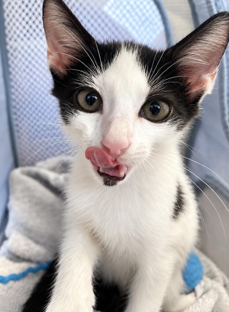 Enlarge Panda, a Adoptable Domestic Short Hair in Saint Augustine, FL image 3/5