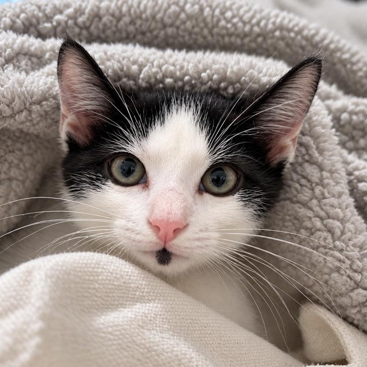 Enlarge Panda, a Adoptable Domestic Short Hair in Saint Augustine, FL image 2/5
