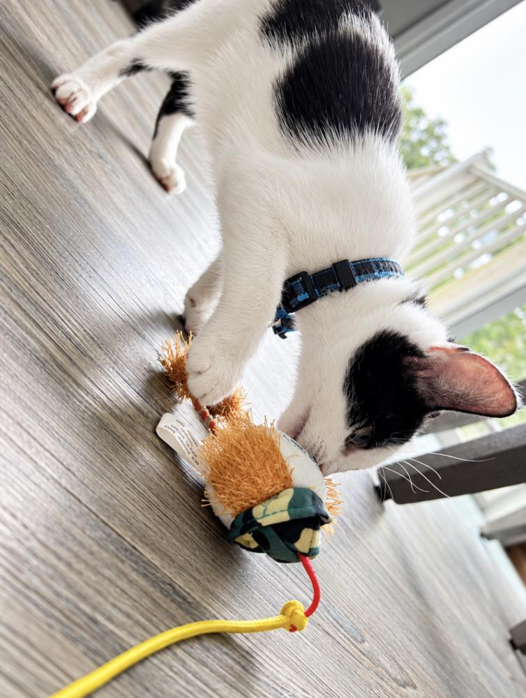 Enlarge Panda, a Adoptable Domestic Short Hair in Saint Augustine, FL image 4/5