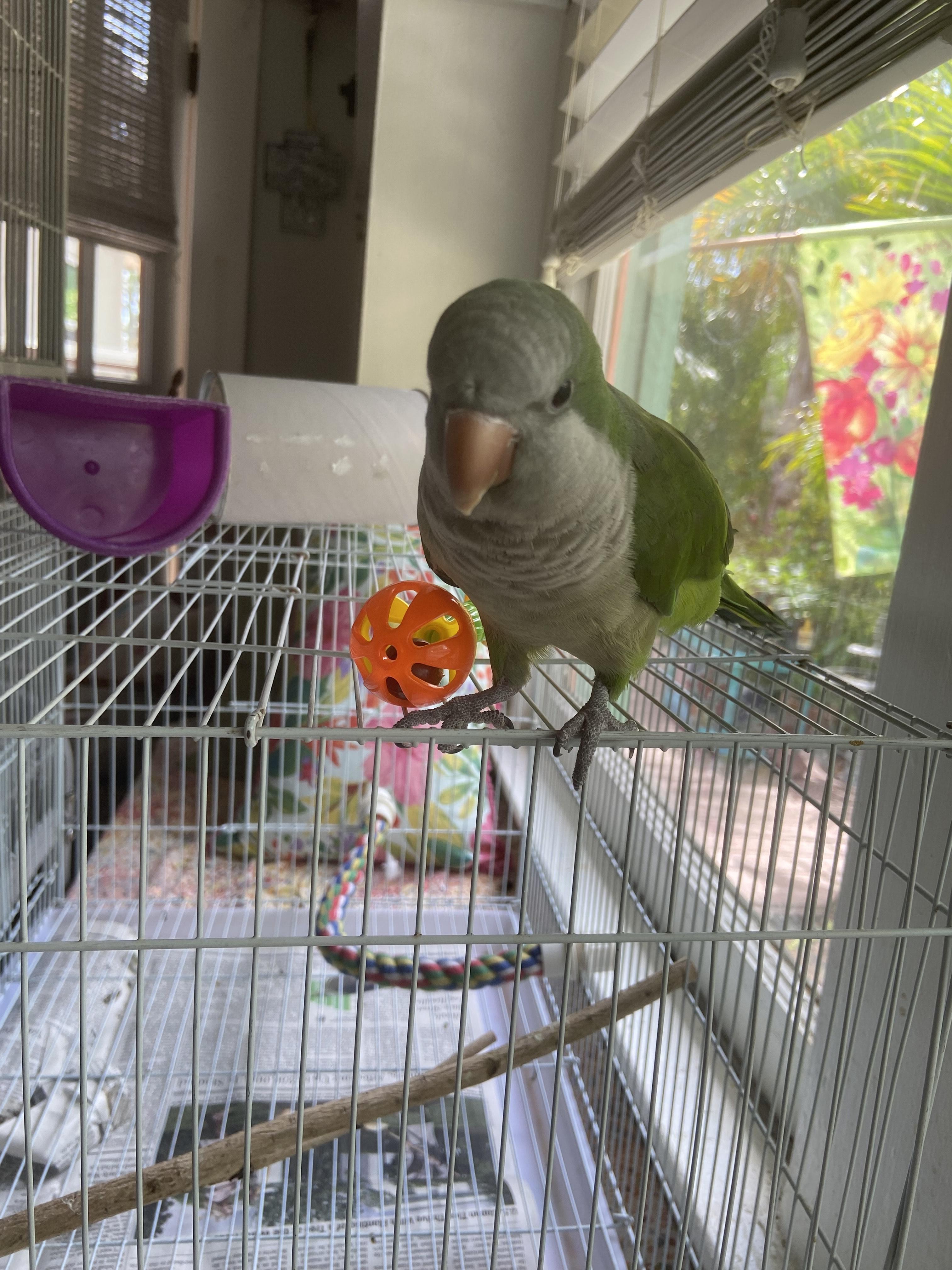 Enlarge Midoriya, a Adoptable Quaker Parakeet in Babson Park, FL image 4/5