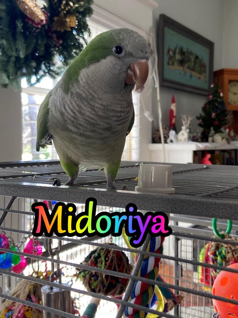 Enlarge Midoriya, a Adoptable Quaker Parakeet in Babson Park, FL image 1/5