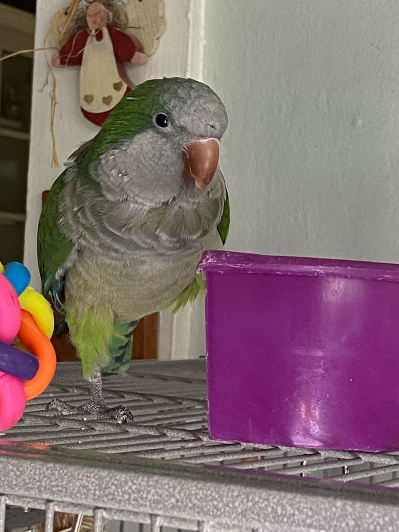 Enlarge Midoriya, a Adoptable Quaker Parakeet in Babson Park, FL image 3/5