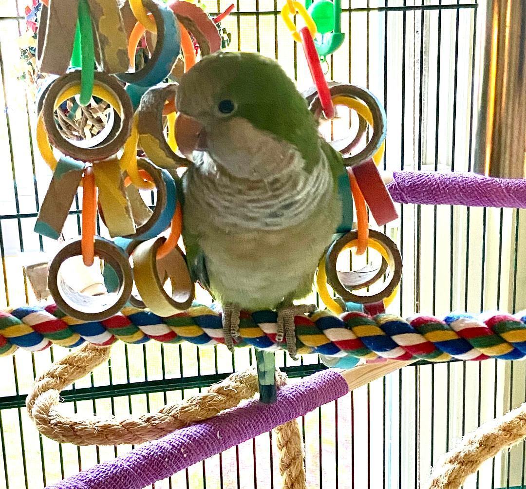 Enlarge Midoriya, a Adoptable Quaker Parakeet in Babson Park, FL image 5/5