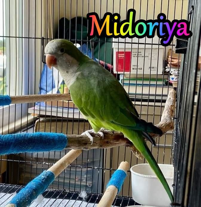 Midoriya photo 4