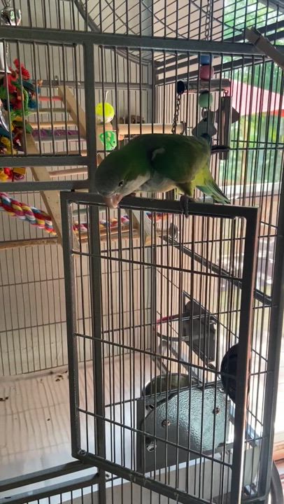 Enlarge Midoriya, a Adoptable Quaker Parakeet in Babson Park, FL video 2/5