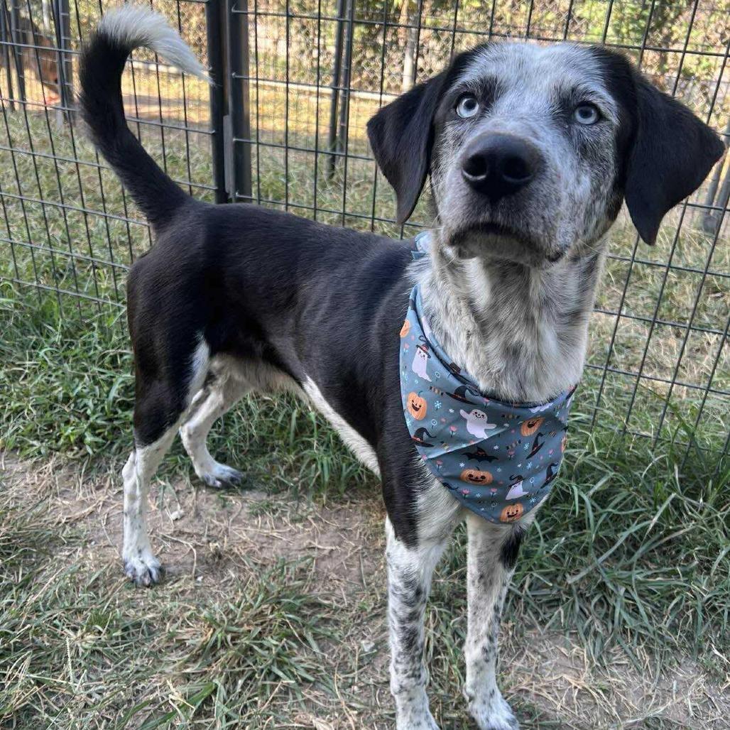 Enlarge Scout, a Adoptable Labrador Retriever in Pittsburgh, PA image 1/6