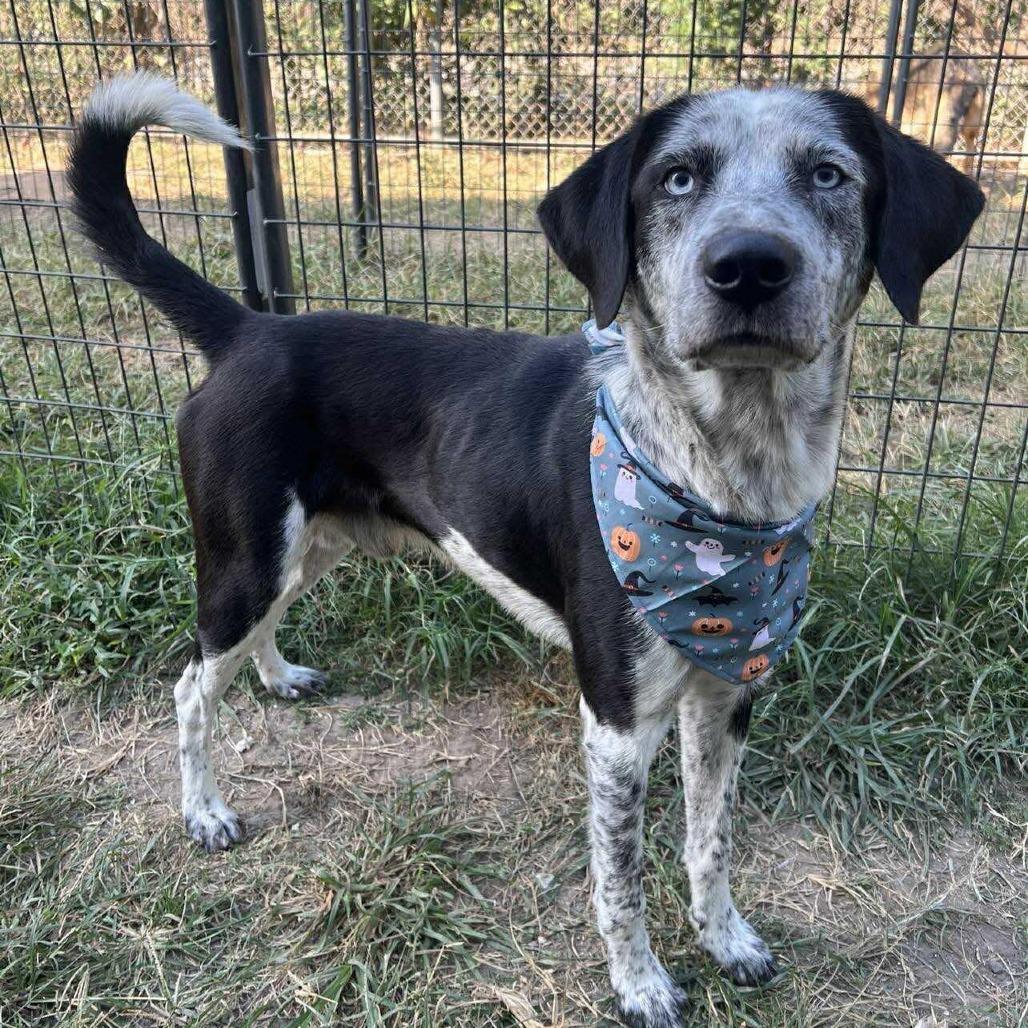 Enlarge Scout, a Adoptable Labrador Retriever in Pittsburgh, PA image 3/6