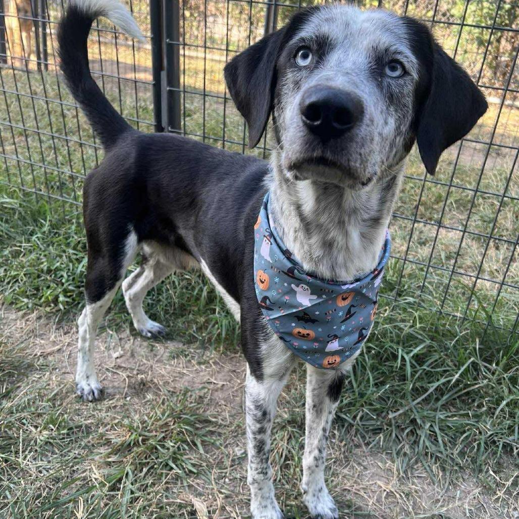 Enlarge Scout, a Adoptable Labrador Retriever in Pittsburgh, PA image 5/6