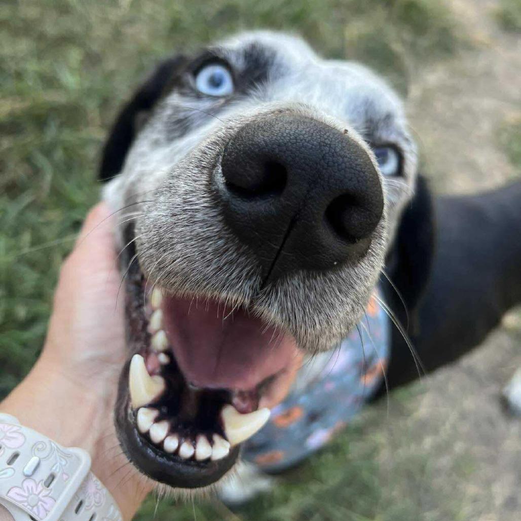 Enlarge Scout, a Adoptable Labrador Retriever in Pittsburgh, PA image 6/6
