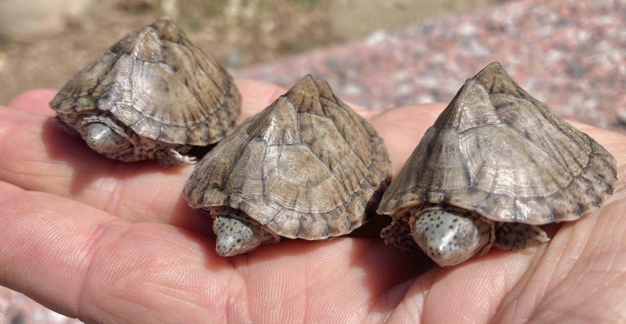 Turtle Trio, ADOPTABLE, Baby Unknown Musk.
