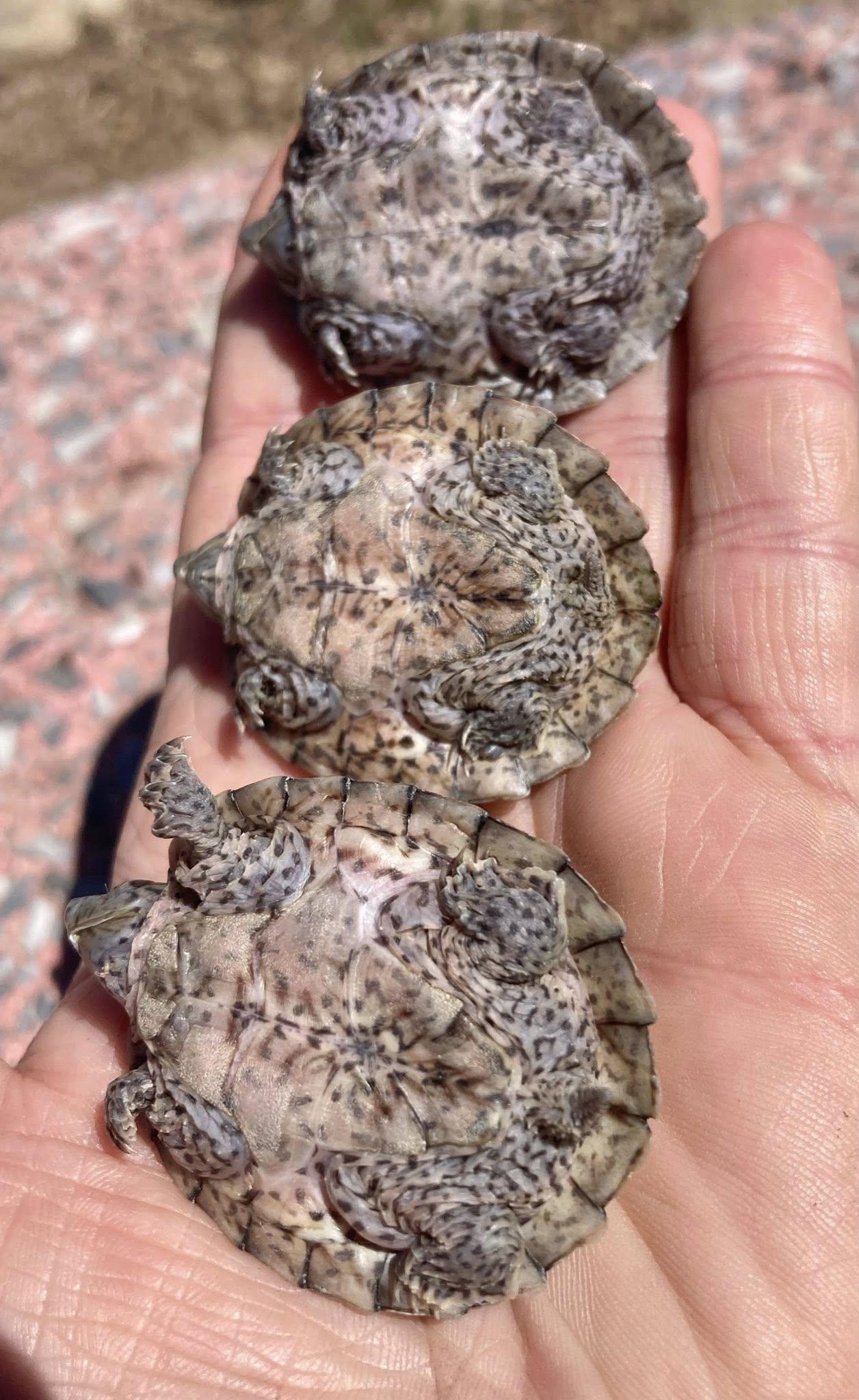 Enlarge Turtle Trio, a ADOPTABLE Musk in Palmerton, PA image 4/4