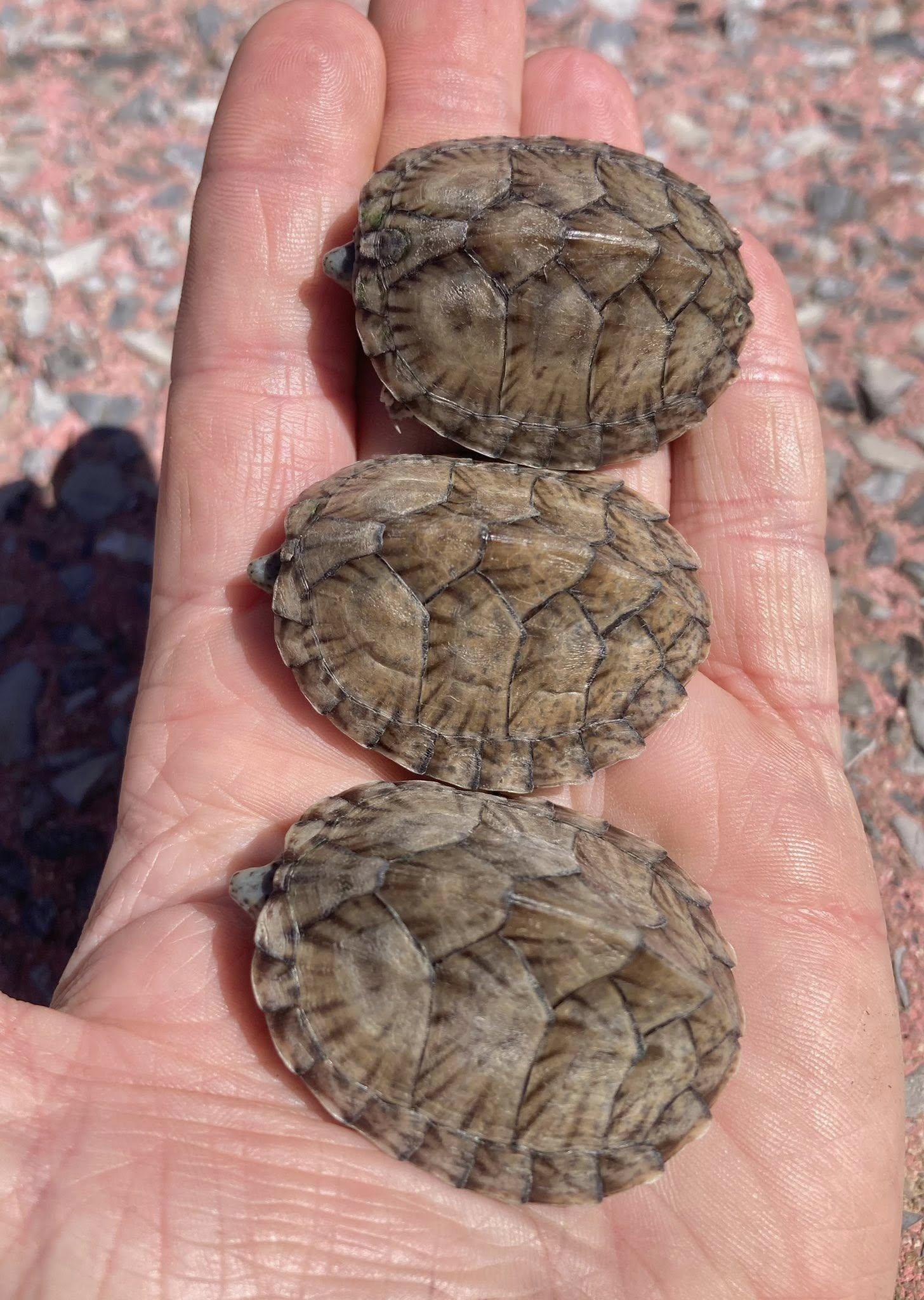 Enlarge Turtle Trio, a ADOPTABLE Musk in Palmerton, PA image 3/4