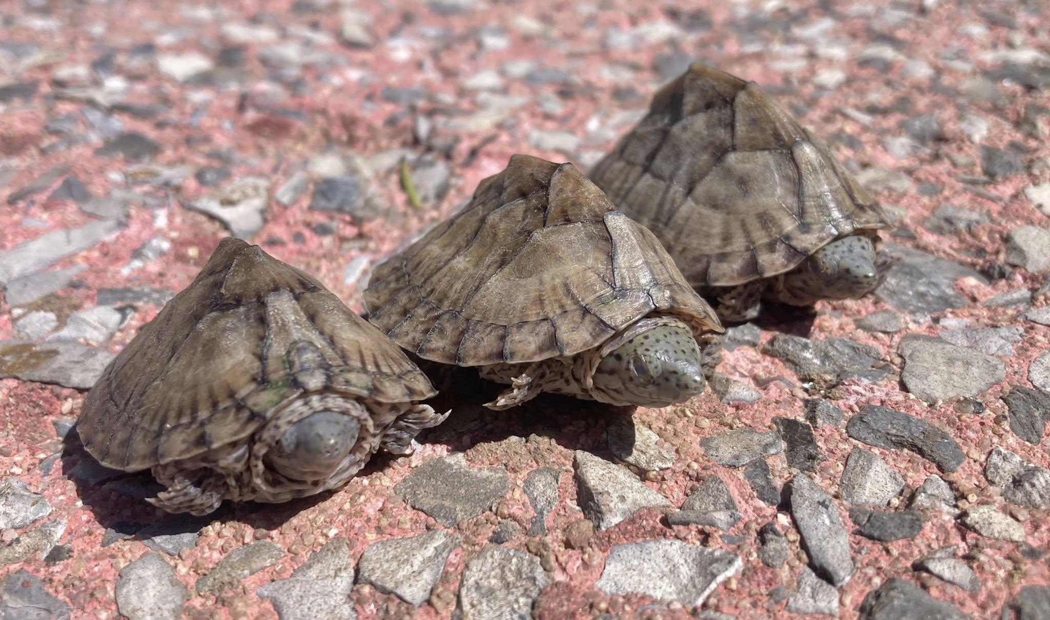 Enlarge Turtle Trio, a ADOPTABLE Musk in Palmerton, PA image 2/4