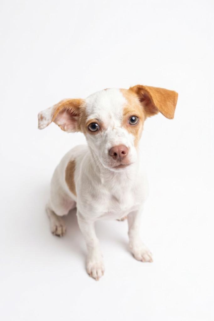 Enlarge Nora, a Adoptable mixed breed in Midland, TX image 1/4