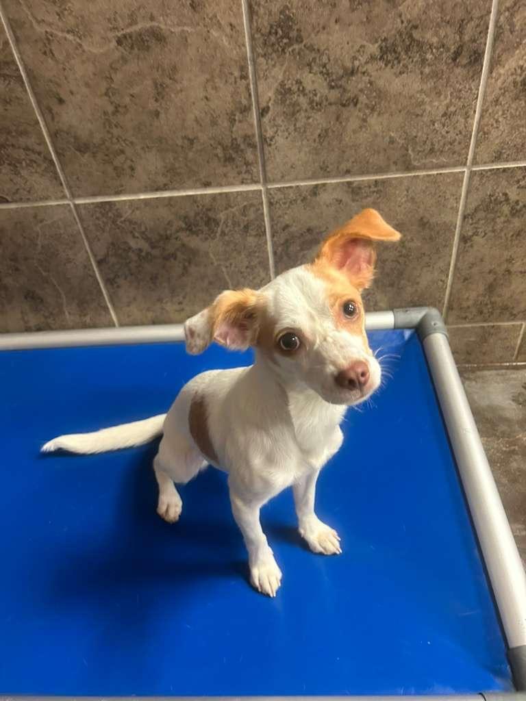 Enlarge Nora, a Adoptable mixed breed in Midland, TX image 2/4