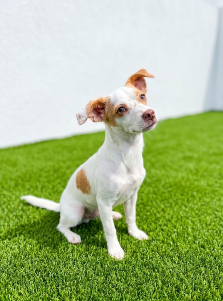 Enlarge Nora, a Adoptable mixed breed in Midland, TX image 3/4