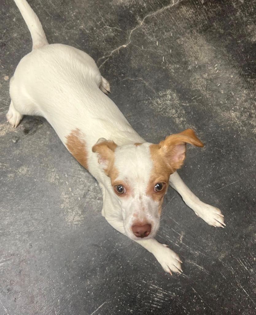 Enlarge Nora, a Adoptable mixed breed in Midland, TX image 4/4
