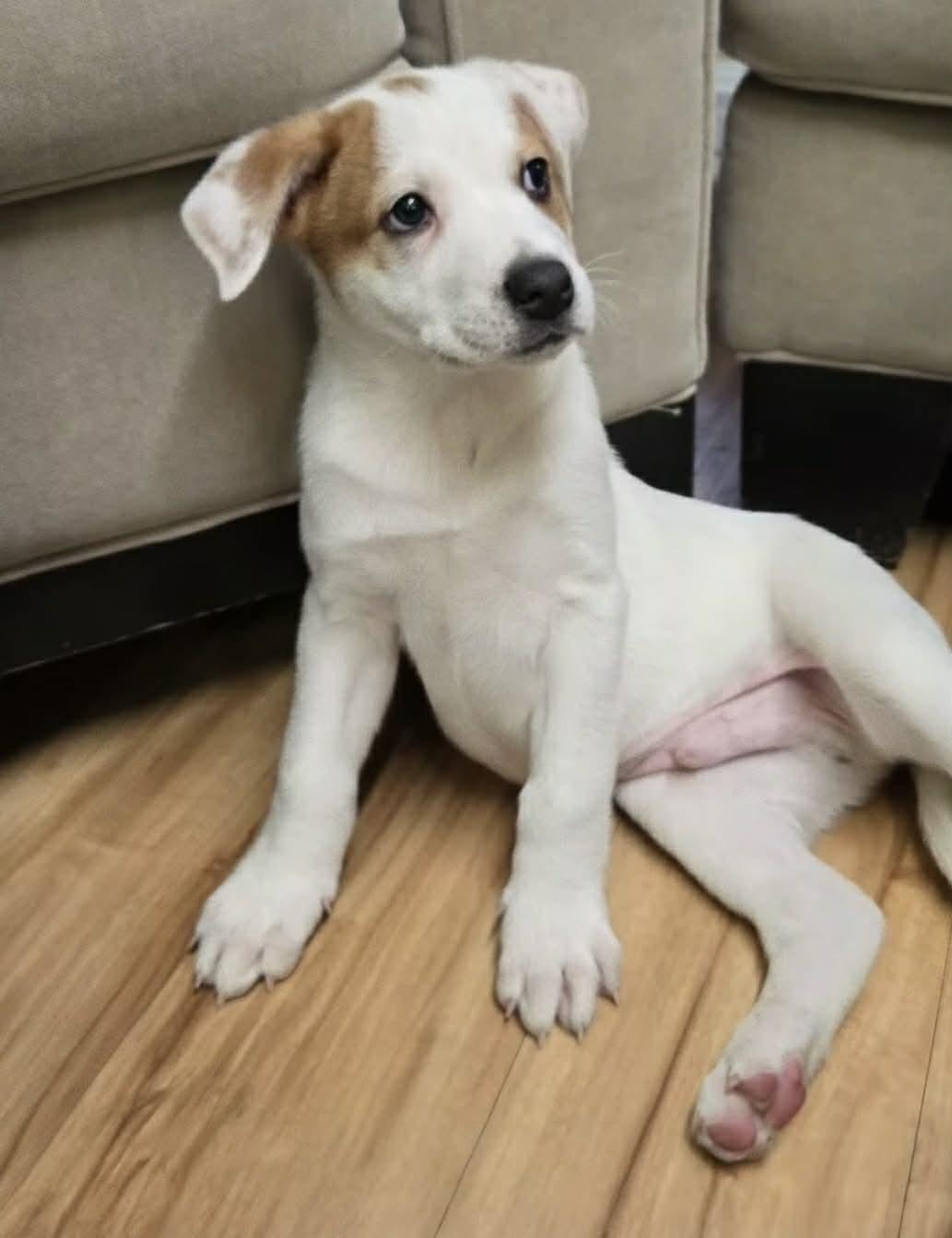 Enlarge Jimmy, an adopted mixed breed in Shelby, NC image 2/4