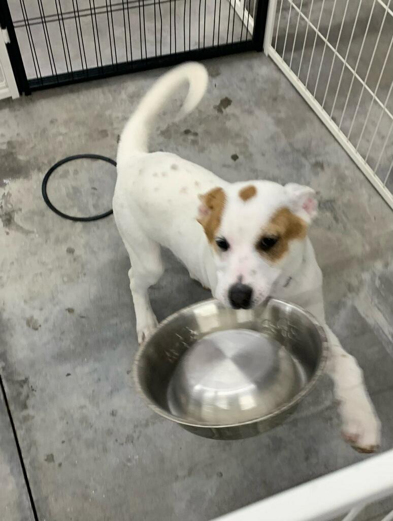 Enlarge Jimmy, an adopted mixed breed in Shelby, NC image 4/4