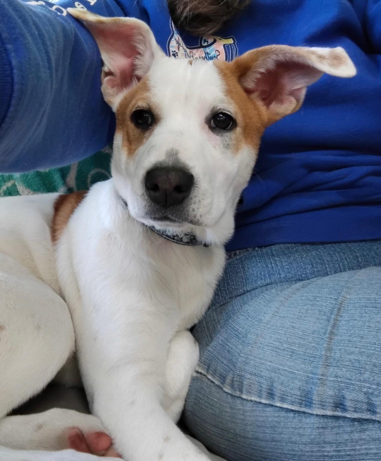 Enlarge Jimmy, an adopted mixed breed in Shelby, NC image 3/4