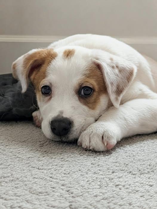 Enlarge Jimmy, an adopted mixed breed in Shelby, NC image 1/4