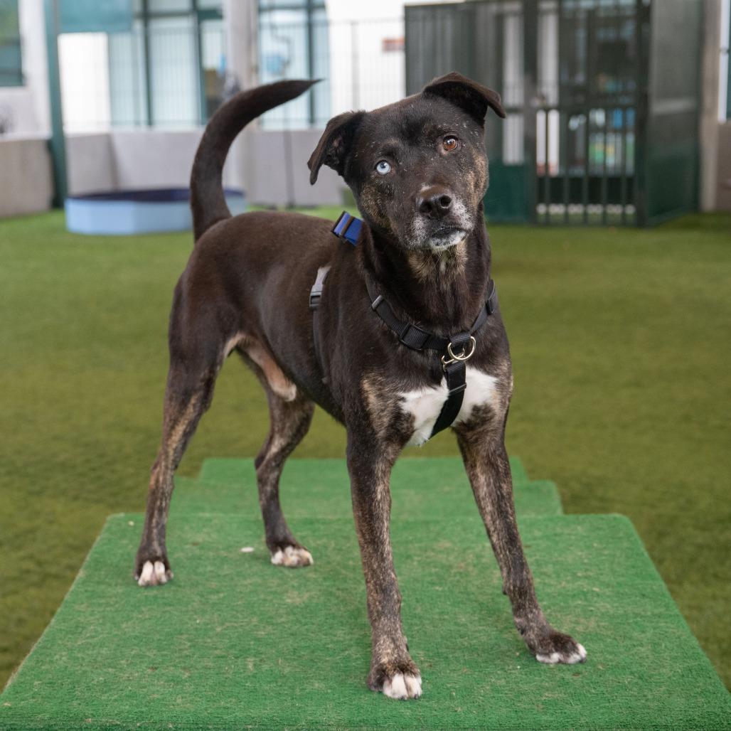Wallace, a Adoptable mixed breed in Pasadena, CA image 1/5