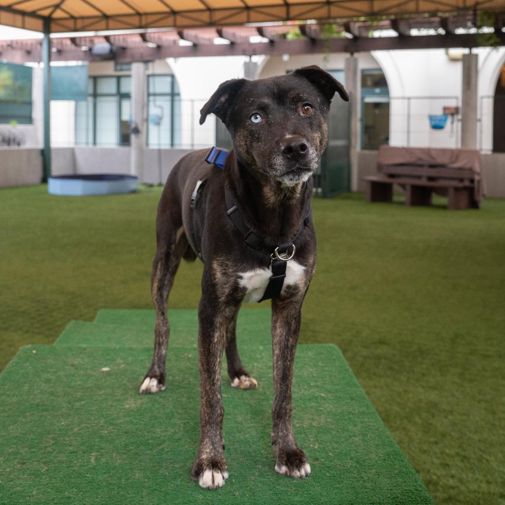 Wallace, a Adoptable mixed breed in Pasadena, CA image 2/5