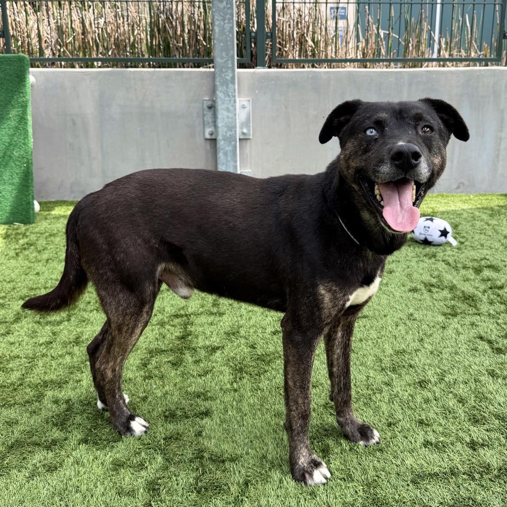 Enlarge Wallace, a Adoptable mixed breed in Pasadena, CA image 1/1