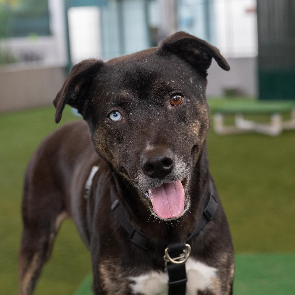 Wallace, a Adoptable mixed breed in Pasadena, CA image 4/5